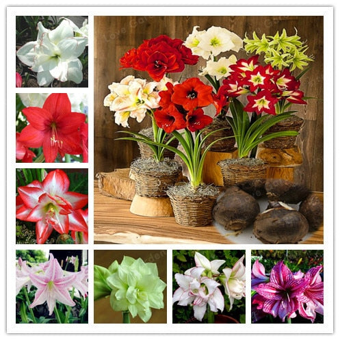 2 Bulbs Amaryllis Bulbs True Hippeastrum Bulbs Flowers,Barbados Lily Potted Home Garden Balcony Plant Bulbous