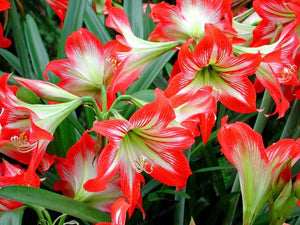 2 Bulbs Amaryllis Bulbs True Hippeastrum Bulbs Flowers,Barbados Lily Potted Home Garden Balcony Plant Bulbous