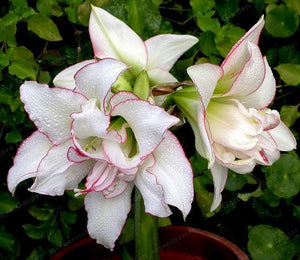 2 Bulbs Amaryllis Bulbs True Hippeastrum Bulbs Flowers,Barbados Lily Potted Home Garden Balcony Plant Bulbous