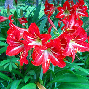 2 Bulbs Amaryllis Bulbs True Hippeastrum Bulbs Flowers,Barbados Lily Potted Home Garden Balcony Plant Bulbous