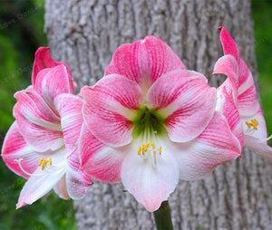 2 Bulbs Amaryllis Bulbs True Hippeastrum Bulbs Flowers,Barbados Lily Potted Home Garden Balcony Plant Bulbous