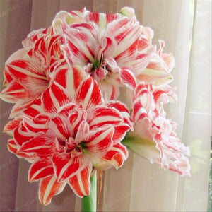 2 Bulbs Amaryllis Bulbs True Hippeastrum Bulbs Flowers,Barbados Lily Potted Home Garden Balcony Plant Bulbous