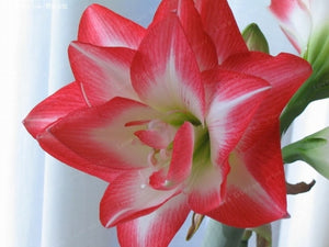 2 Bulbs Amaryllis Bulbs True Hippeastrum Bulbs Flowers,Barbados Lily Potted Home Garden Balcony Plant Bulbous