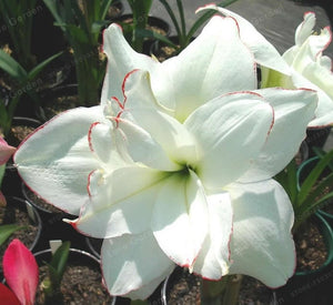 2 Bulbs Amaryllis Bulbs True Hippeastrum Bulbs Flowers,Barbados Lily Potted Home Garden Balcony Plant Bulbous