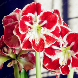 2 Bulbs Amaryllis Bulbs True Hippeastrum Bulbs Flowers,Barbados Lily Potted Home Garden Balcony Plant Bulbous