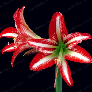 2 Bulbs Amaryllis Bulbs True Hippeastrum Bulbs Flowers,Barbados Lily Potted Home Garden Balcony Plant Bulbous