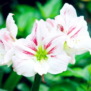 2 Bulbs Amaryllis Bulbs True Hippeastrum Bulbs Flowers,Barbados Lily Potted Home Garden Balcony Plant Bulbous