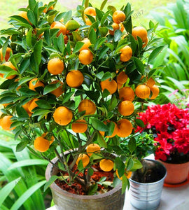 kumquat plant indoor Sale!Fruit seeds Dwarf Standing Orange Tree seeds Indoor Plant in Pot – Norway Natural
